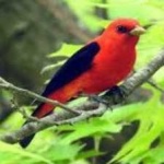 image of bird