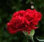 image of flower
