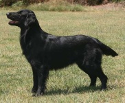 image of flat_coated_retriever