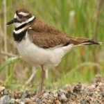 image of bird