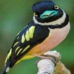 image of bird