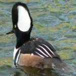 image of bird