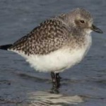 image of bird