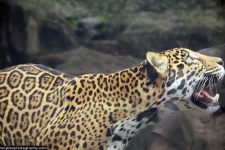 image of jaguar_car