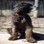 image of animal
