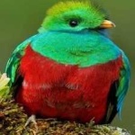 image of bird