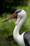 image of crane