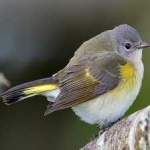 image of american_redstart #32