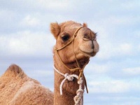 image of animal