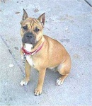 image of american_staffordshire_terrier #8