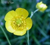 image of flower
