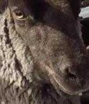 image of sheep_face #21