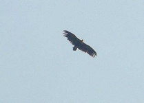 image of vulture