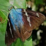image of animal