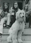 image of afghan_hound #17