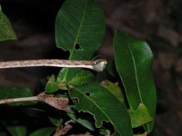 image of vine_snake #9