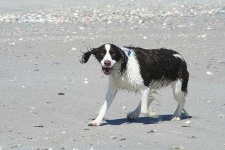 image of english_springer