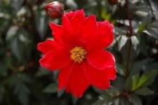 image of flower