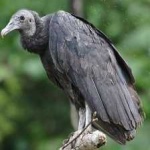 image of bird
