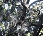 image of spider_web