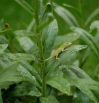 image of american_chameleon