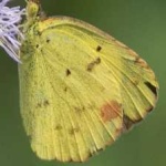 image of animal