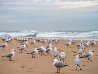 image of seagull