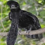image of bird