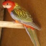 image of bird