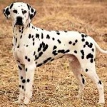 image of animal