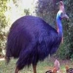 image of bird