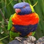 image of bird