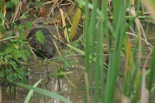 image of beaver