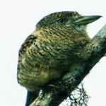 image of bird