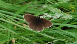 image of ringlet