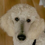 image of animal