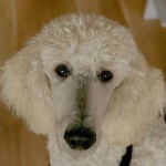 image of dog_face #4