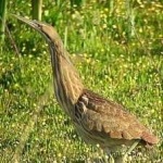 image of bird