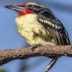image of bird