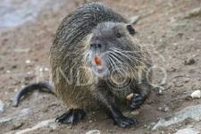image of beaver