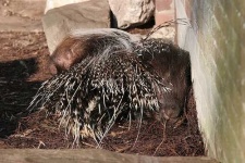 image of porcupine