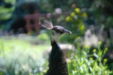 image of peacock
