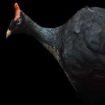 image of horned_guan #9