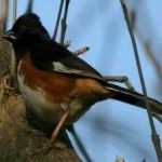 image of bird