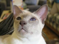 image of siamese_cat #3