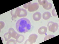 image of blood_cell