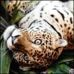 image of jaguar_car