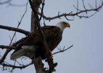 image of bald_eagle