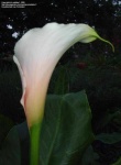 image of giant_white_arum_lily #10