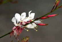 image of flower